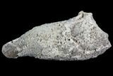 Agatized Fossil Coral Geode - Florida #110155-1